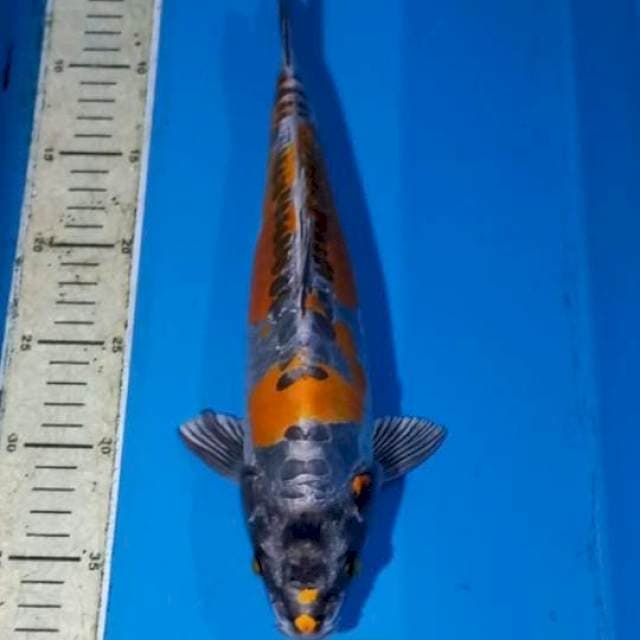 Kikokuryu 34cm