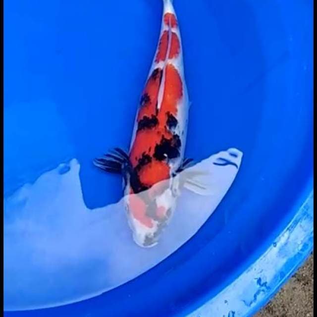 Showa 40cm