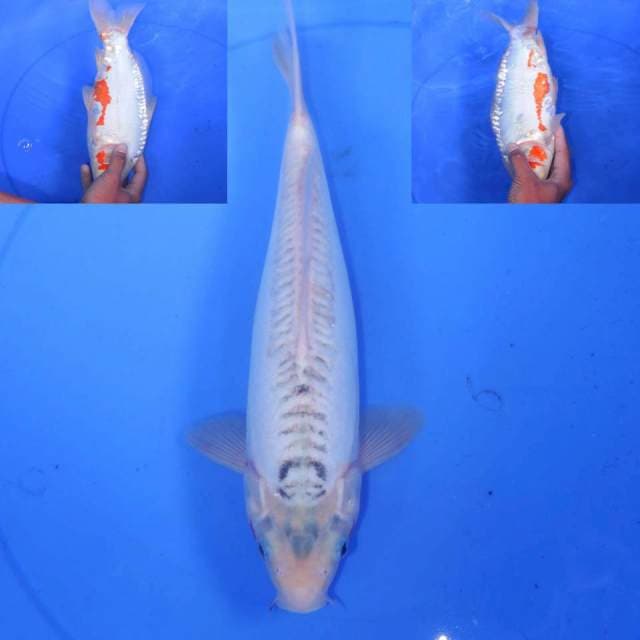 HANA SHUSUI 33cm