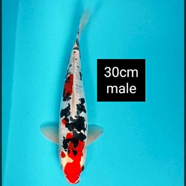 Heisei nishiki 30cm male