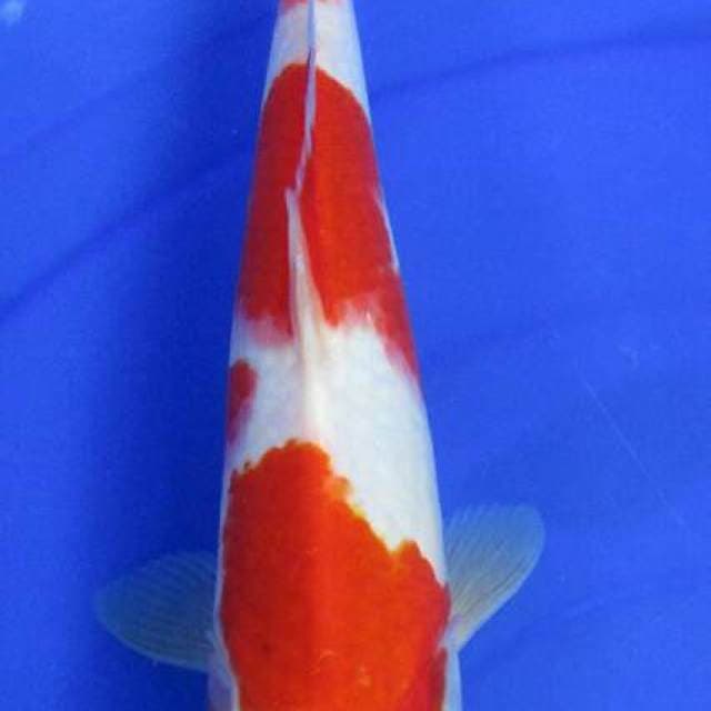 Kohaku 
