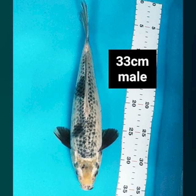 Kage shiro 33cm male