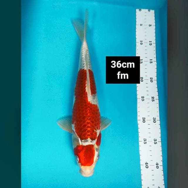 Maruten goshiki 36cm