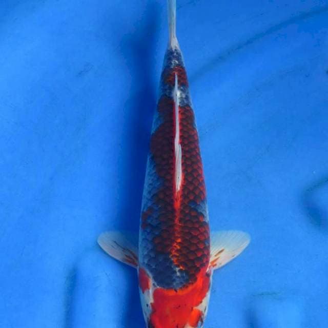 Goshiki 30cm original patern