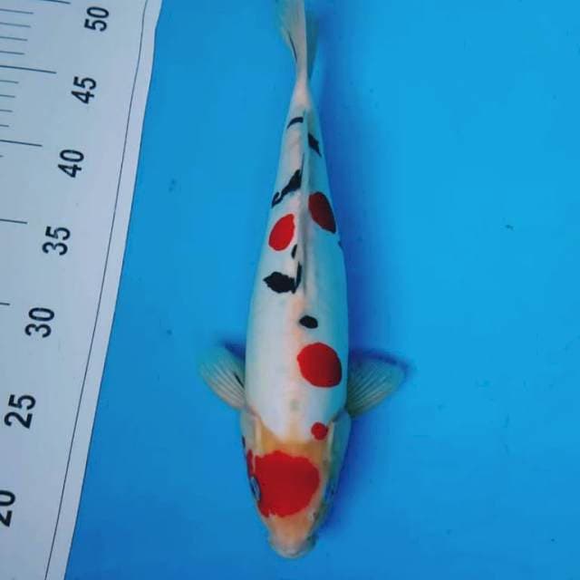 DOiTSU MULUS 32 cm