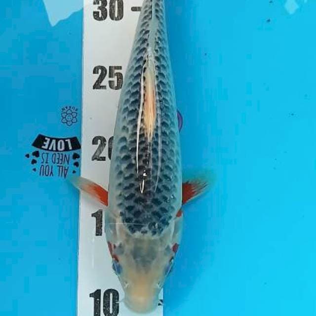 Asagi 28cm