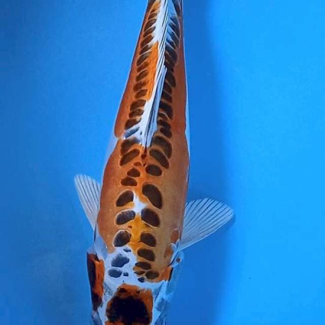 Maruten KIKORIU