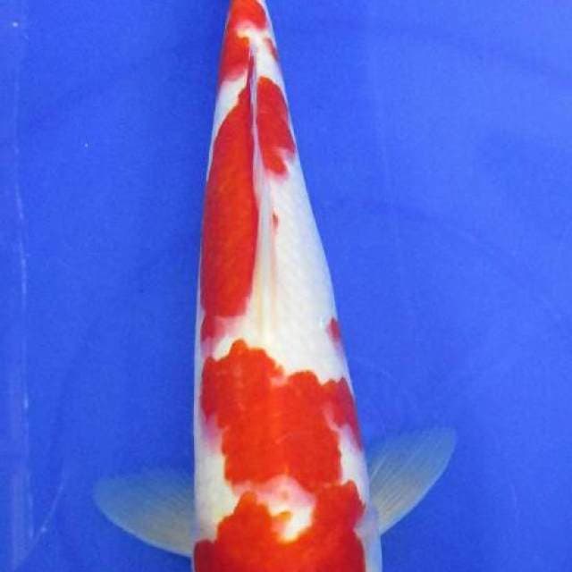 Kohaku merah 