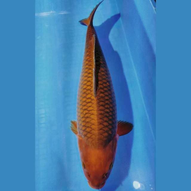 Chagoi Tembaga ~ 42cm