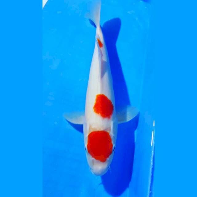kohaku