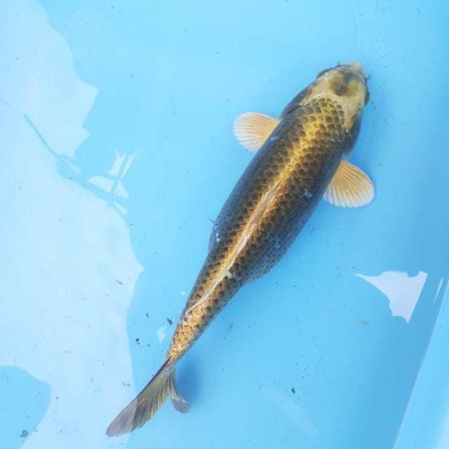 Mukasi sisik