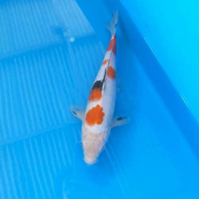 Bisu sanke 