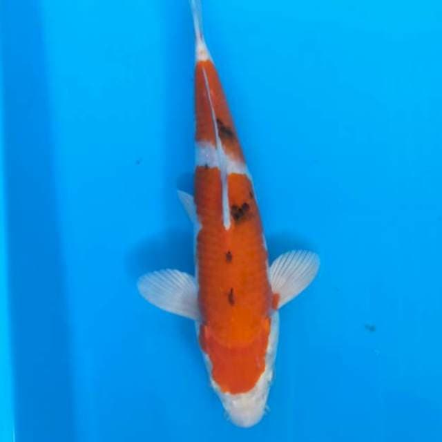 Bidan Yamato nishiki