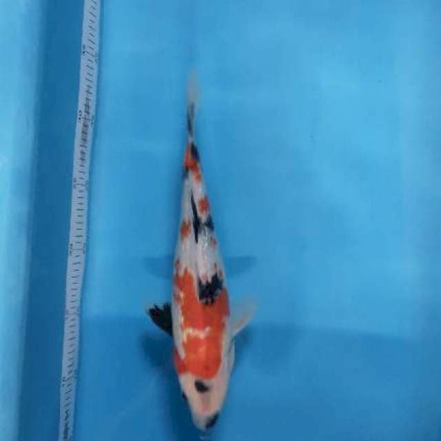 Shogin male 25 cm