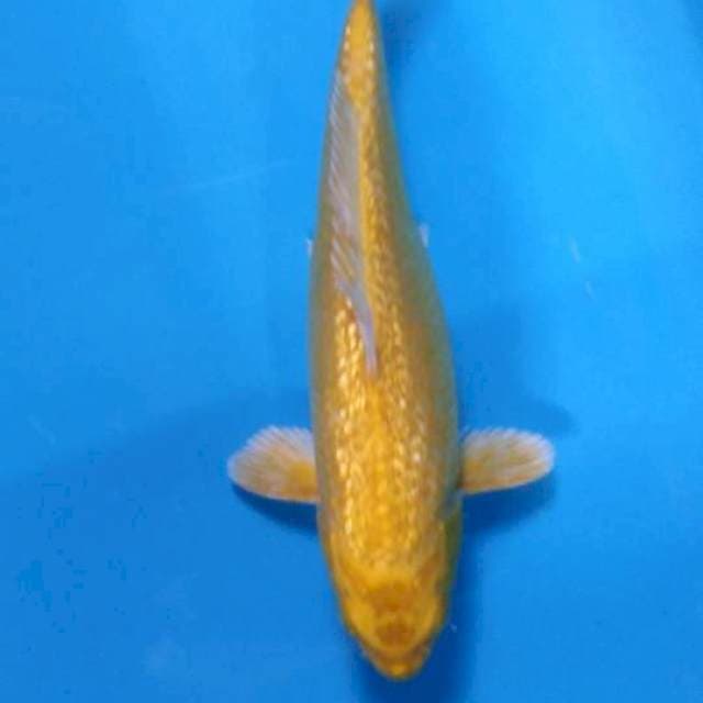 Full ginrim 24 cm