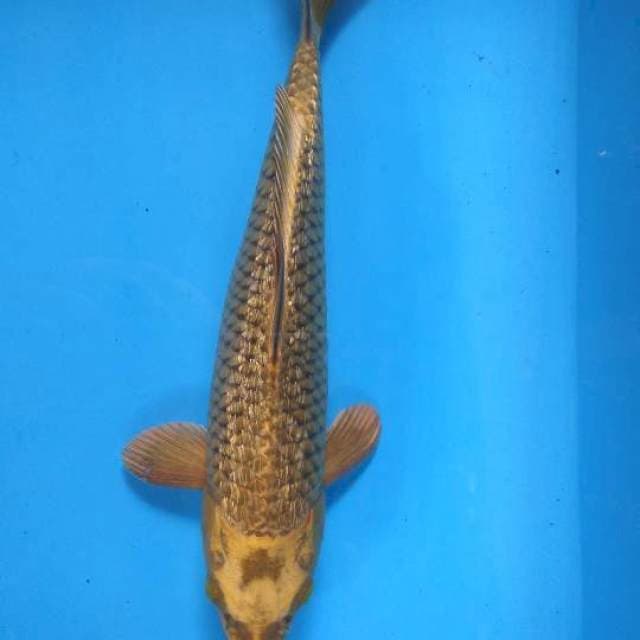 Ginrin male 30 cm