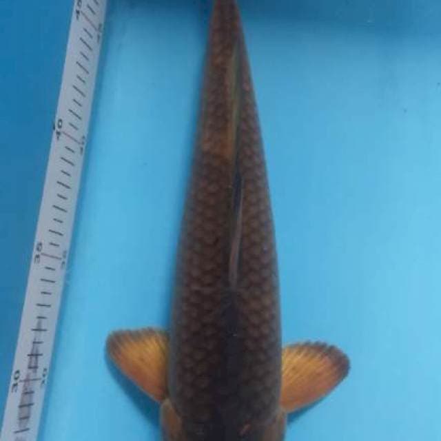 Caramel male 29 cm