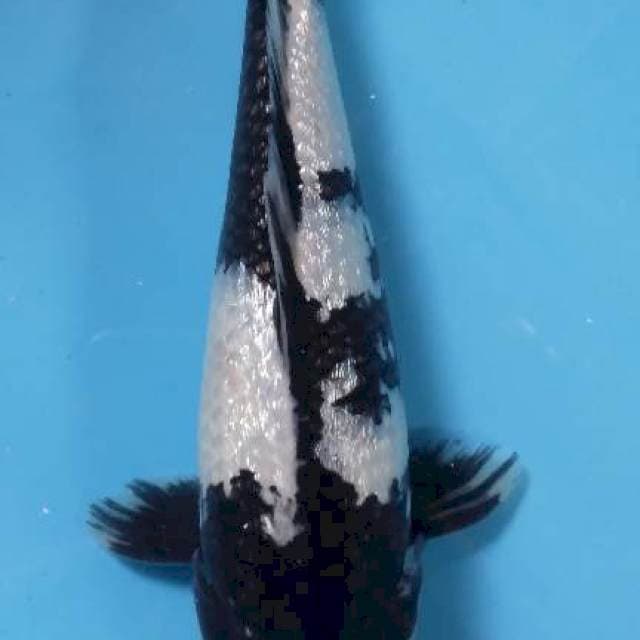 Sirgin 25 cm male .. ginrin full