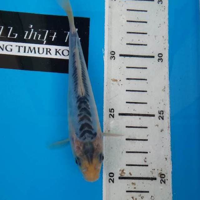 Shusui F1 Prima Koi Farm