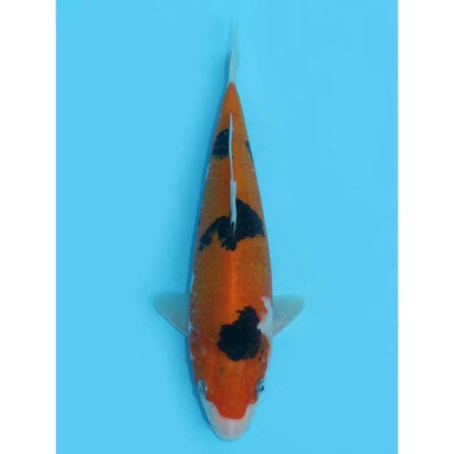 Aka Sanke - 24cm Male
