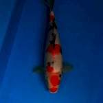 Sanke 33 cm