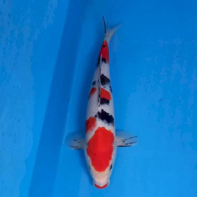 Sanke 30cm