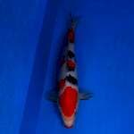 Sanke 30cm