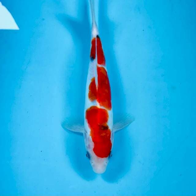 Doitsu, 22 cm