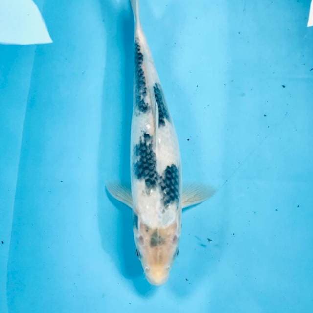 Shiro, 34 cm