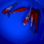 Mix koi 23-24-25 cm