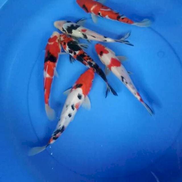 Mix koi 20-26 cm