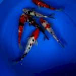 Mix koi 20-26 cm