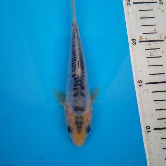 Shusui F1 Prima Koi