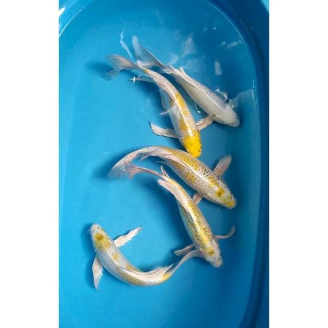 kumpay 29-33 cm