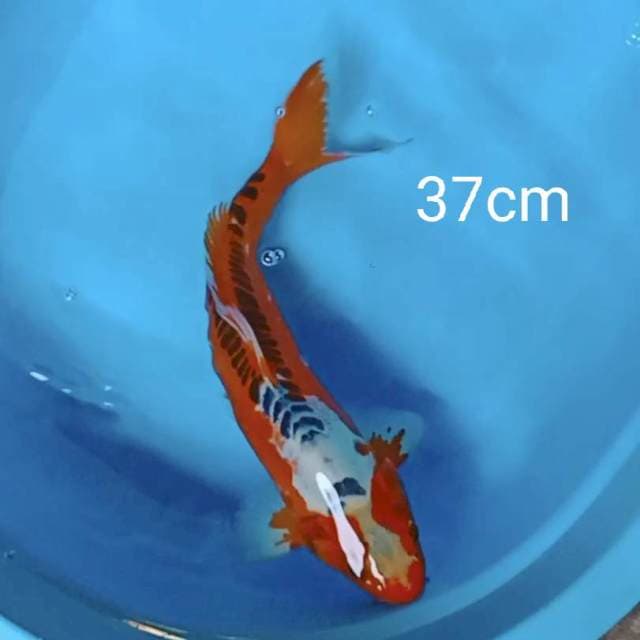 Hana Shusui 37cm