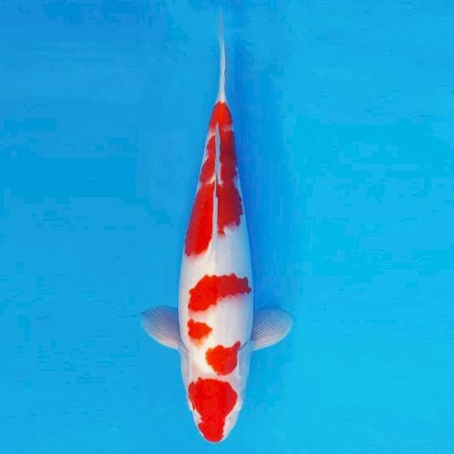 MAGURO 5 - KOHAKU ®