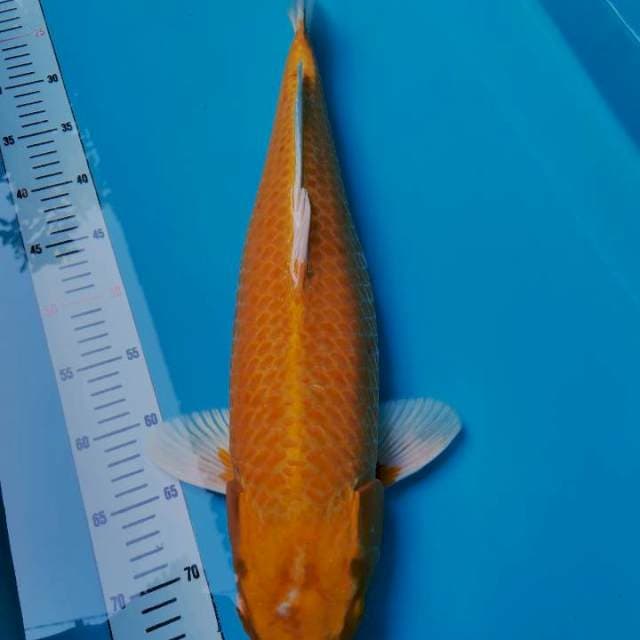 YAMABUKI OGON SUPER BULKY 56CM