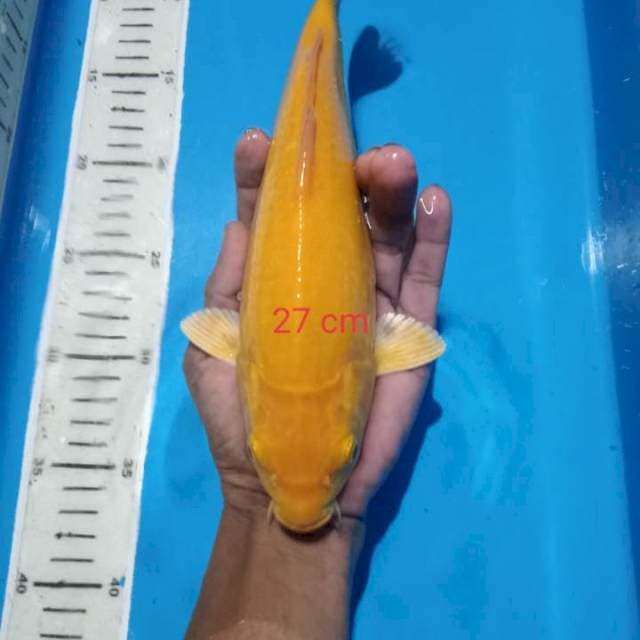 Karasi mata merah
