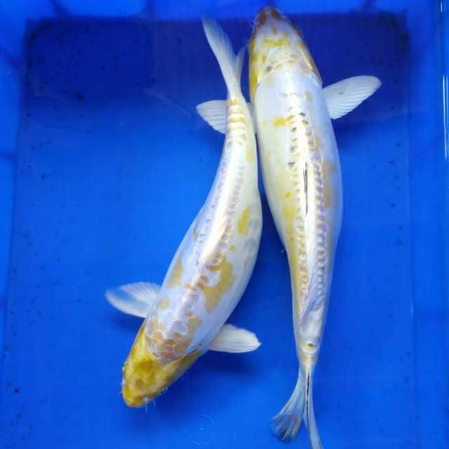 Mix Hariwake 42cm37cm
