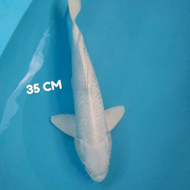 Putih bersih 35 cm
