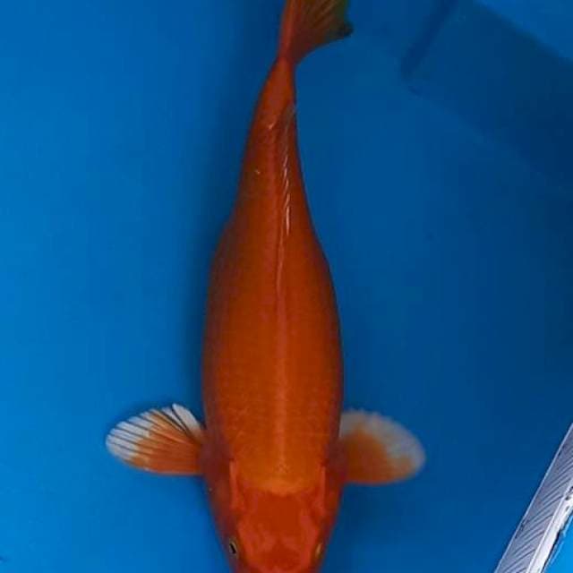 Orenji 34cm