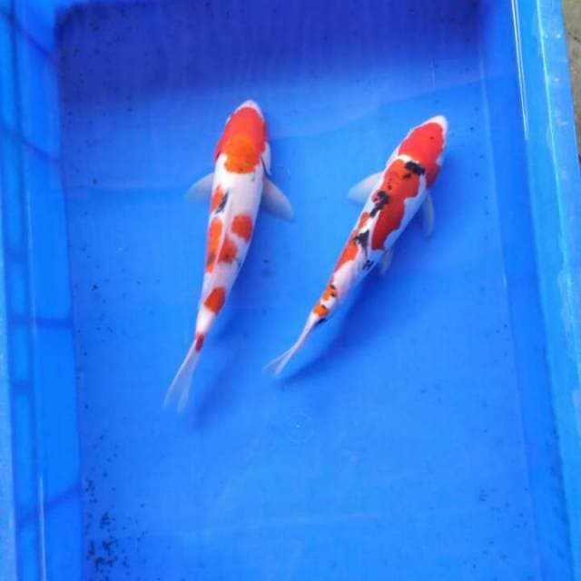 Mix sanke 27 cm