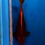 Polosan uciba 35cm