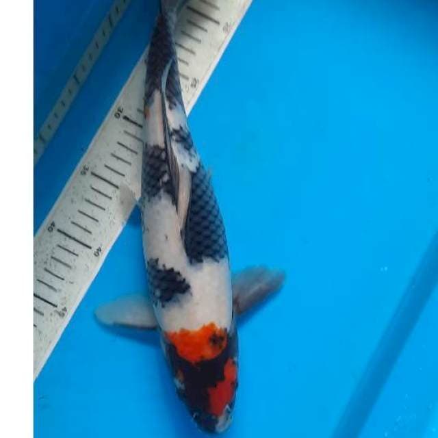 Showa 38cm