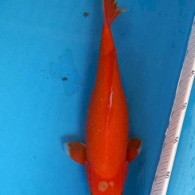Ogon 35cm