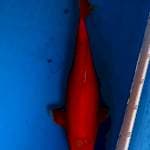 Ogon 35cm
