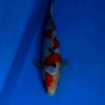 Sanke 28cm