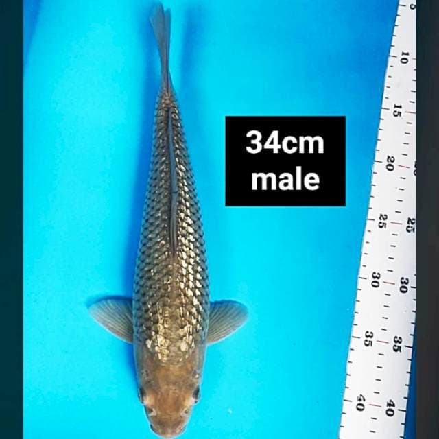 Soragoi ginrin 34cm male