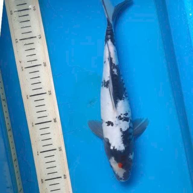 Tanchi doit 33cm