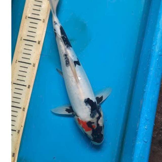 Tancho showa doits 36cm 